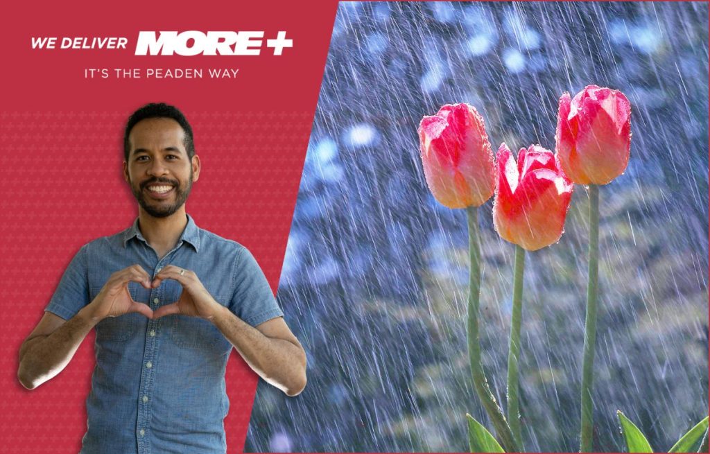 Spring showers on spring tulips, and a man making heart shape with his fingers