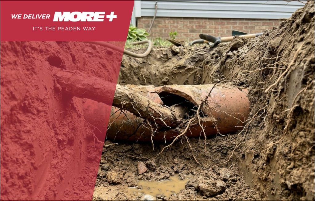 Root growing through a pipe.